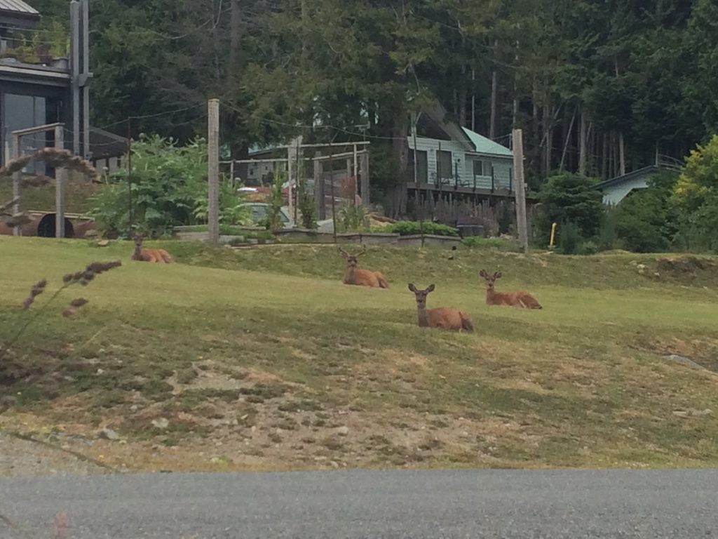 deer family